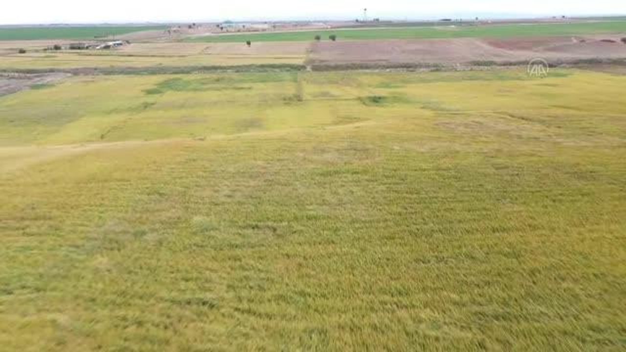 "Damla sulama" ile çeltik üretiminde yüzde 56 su tasarrufu sağlandı