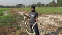Thai farmer caught 4 meters long python in the rice field in Thailand