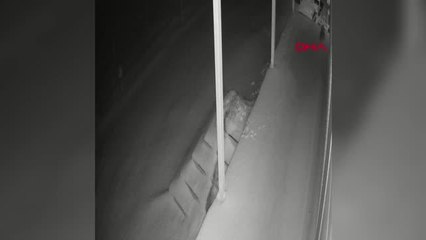 KAYA SANSARININ KARDA YİYECEK ARADIĞI ANLAR KAMERADA