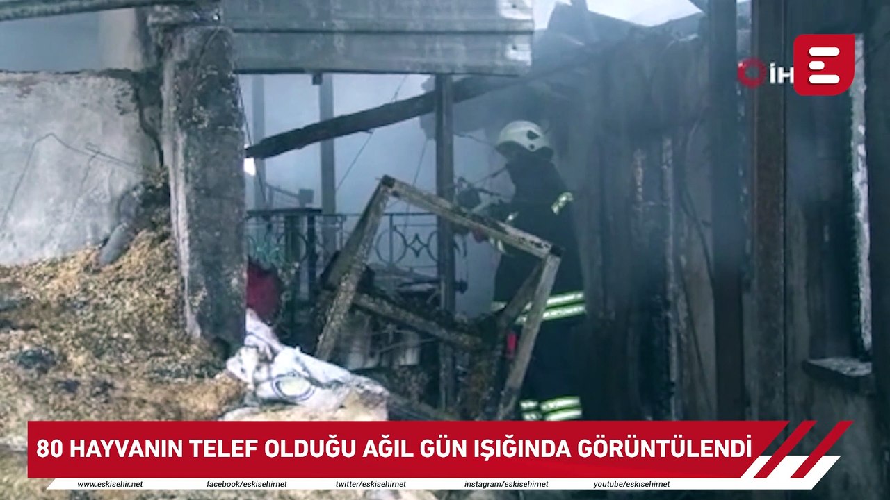 80 hayvanın telef olduğu ağıl gün ışığında görüntülendi