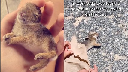 'Truro-based beach attendant tries to save a badly injured baby bunny's life '