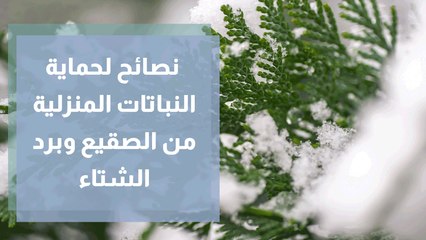 نصائح لحماية النباتات المنزلية من الصقيع وبرد الشتاء