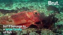 Meet the sea robin, a fish with legs and 
