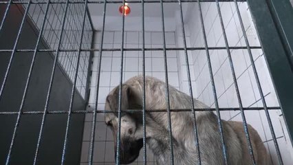 Bağcılar'da sokak hayvanları "infrared" sistemle soğuktan korunuyor