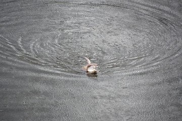AFYONKARAHİSAR'DA SU SAMURU ŞAŞKINLIĞI