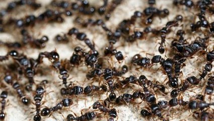 Dil öğrenmek için geldiği Sudan'da karıncalardan kurtulmak isterken patron oldu