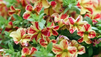 Sincerely, Yours, Truly - Trailer