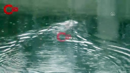 Afyonkarahisar'da su samuru şaşkınlığı