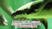 Matusalemme è il pesce d'acquario più vecchio del mondo