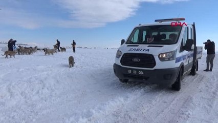 VAN'DA SOKAK HAYVANLARI UNUTULMADI