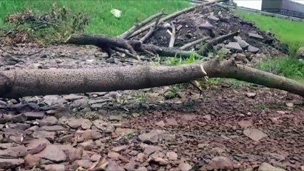 Télécharger la video: Marginal da BR-467 é trancada com galhos de árvores e entulhos e moradores pedem providência