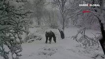 İlk defa kar gören atın sevinci kamerada