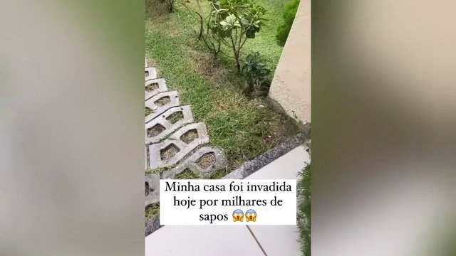 Grande quantidade de rãs são avistadas no entorno de condomínio em Fortaleza