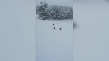 AFYONKARAHİSAR - Akdağ Tabiat Parkı'ndaki yaban ördekleri doğaseverlerce beslendi