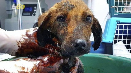 This Amazing Pup Makes a Miraculous Recovery After Being Attacked With Boiling Hot Tar