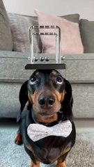 Harlso the Dachshund Balancing Newton's Cradle on His Head