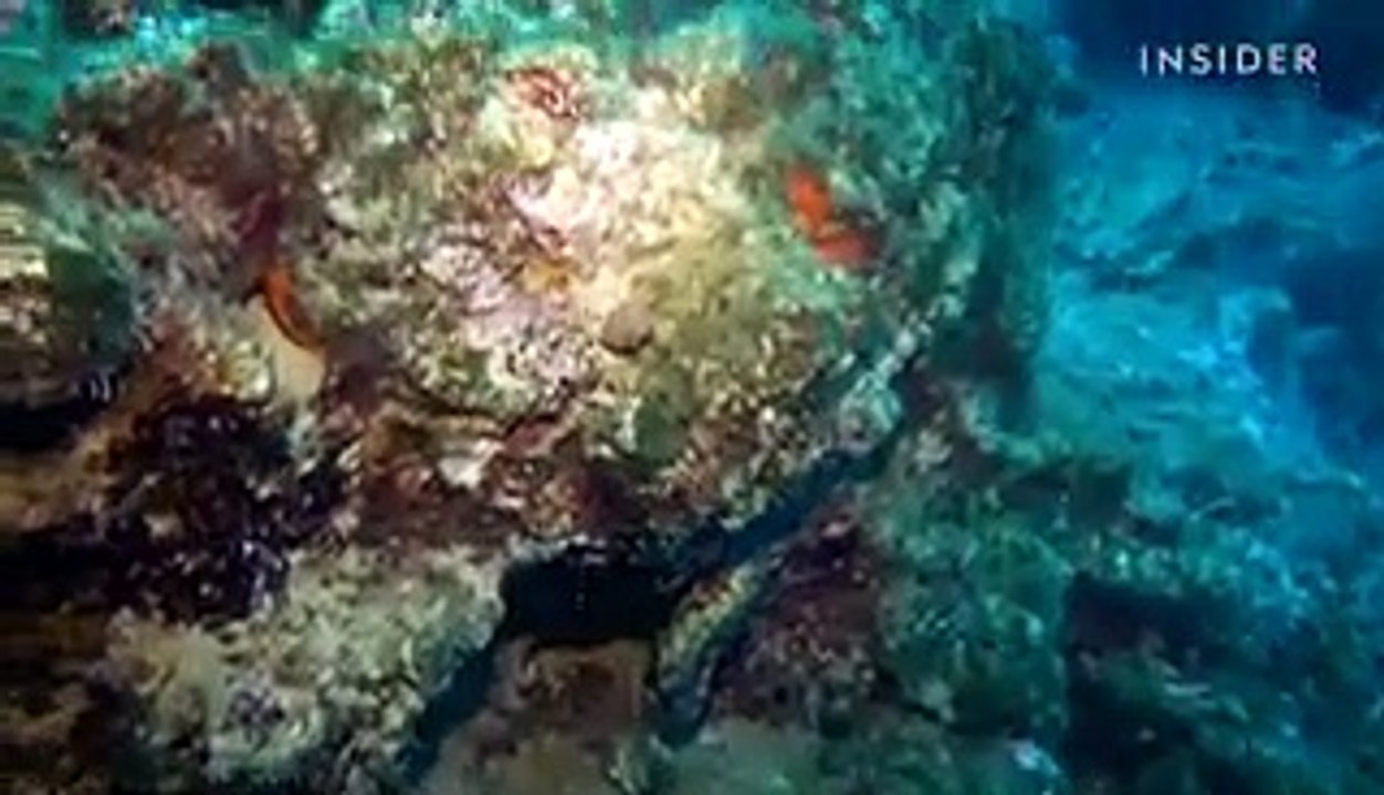 A sea sponge harvested from the Mediterranean Sea could set you back