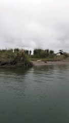 Dogs Hitch a Ride on a Boat