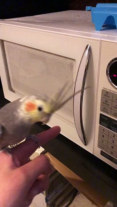 Beeping Cockatiel Loves Imitating Microwave