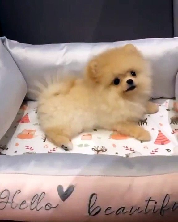 Cute Dog - #50