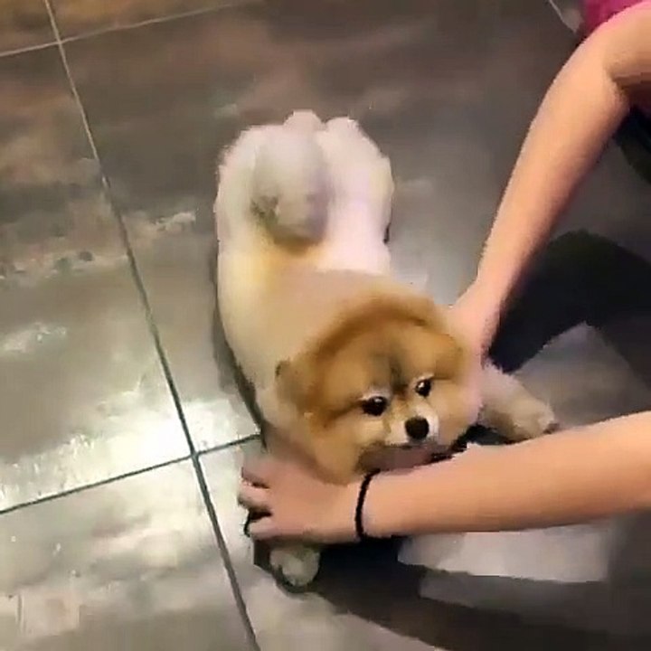 Cute Dog - #55