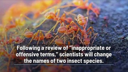 Moth and Ant Names Changed Following Review of ‘Offensive’ Insect Names