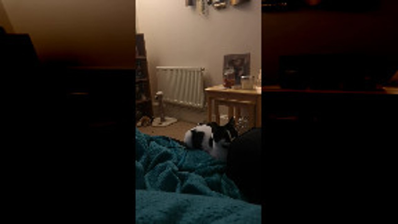 Kitten Leaps to Play Fetch