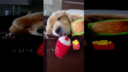 Murphy Plays Hard... and Sleeps With his Toys