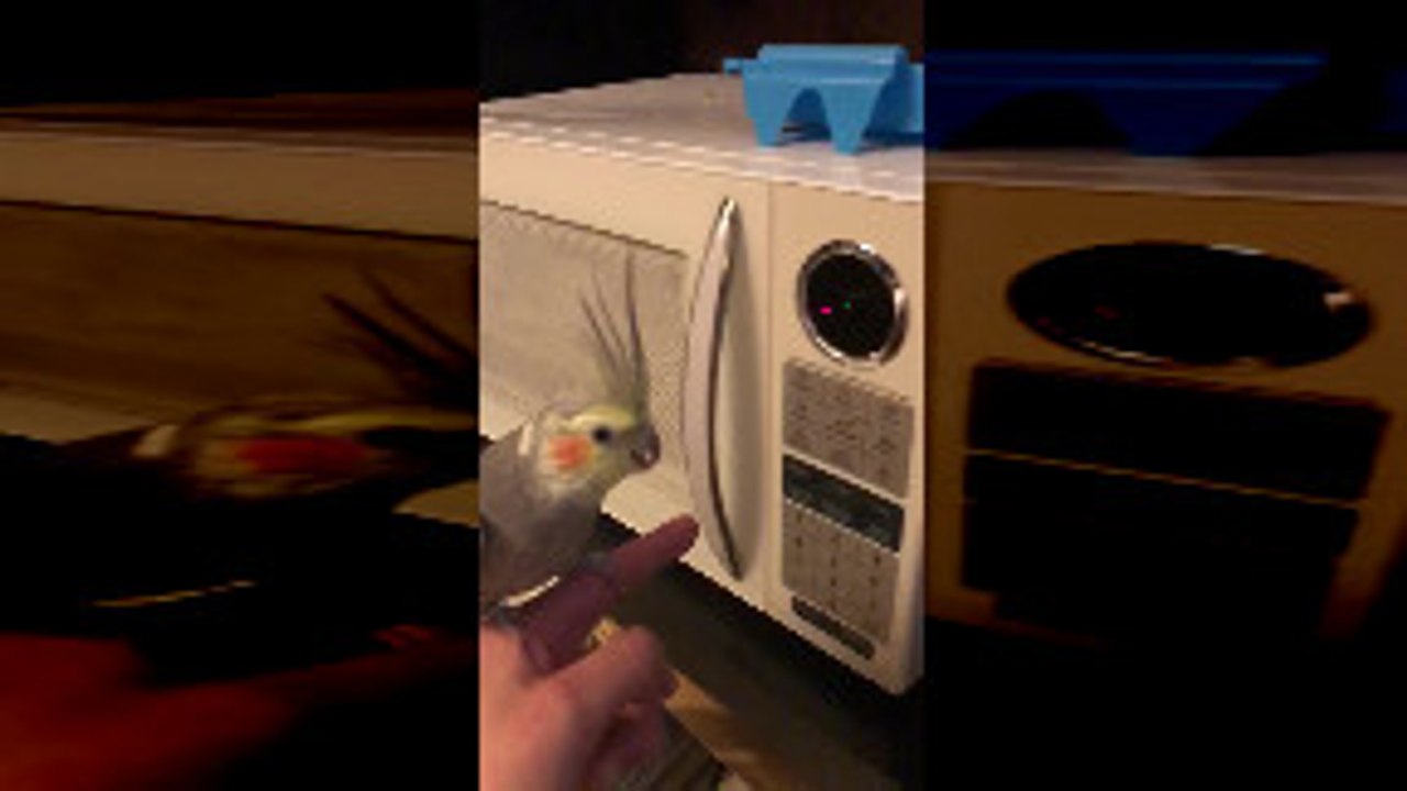 Beeping Cockatiel Loves Imitating Microwave