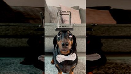 Harlso the Dachshund Balancing Newton's Cradle on His Head