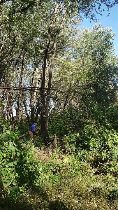 Guy Gets Crushed by Tree