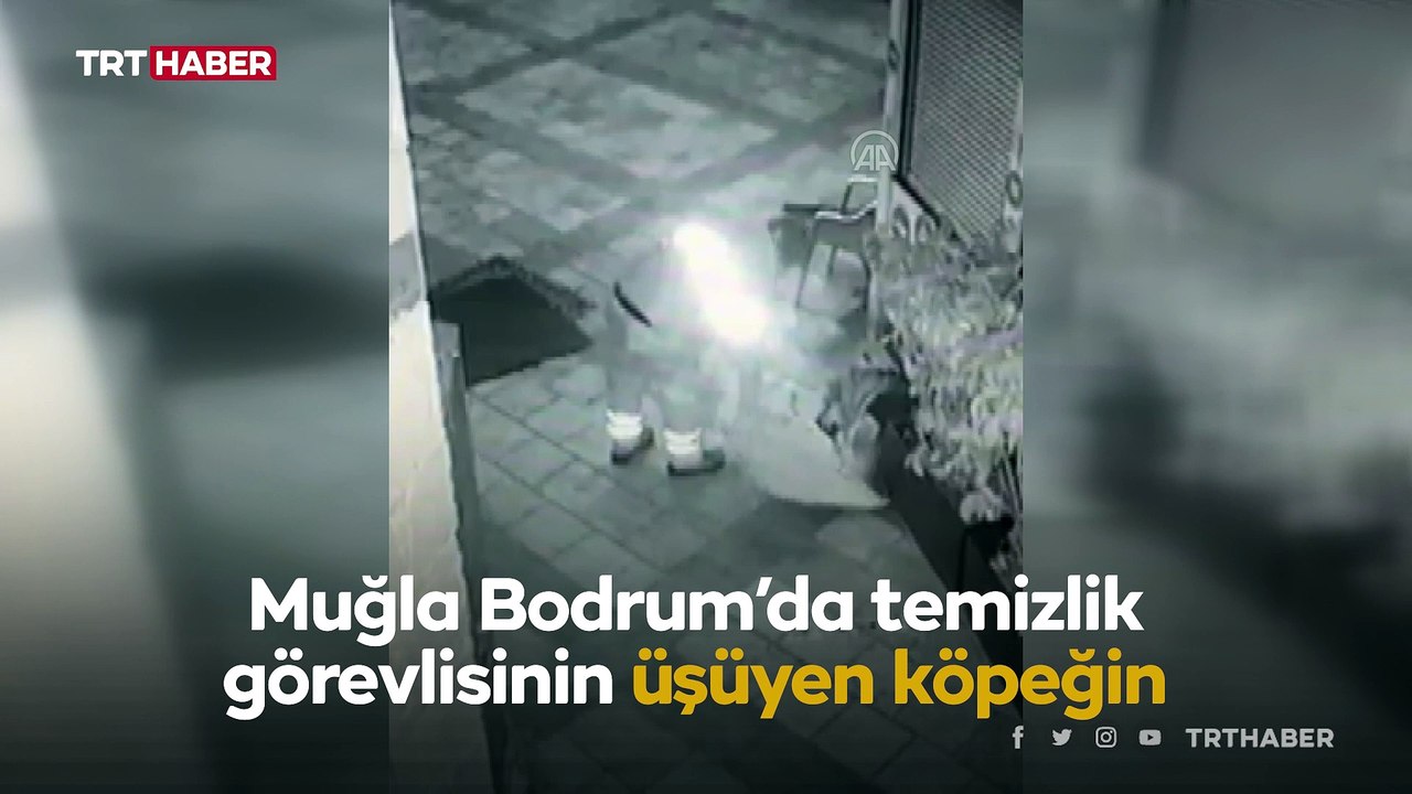 Bodrum'da yürek ısıtan görüntü: Üşüyen köpeğin üstünü örttü