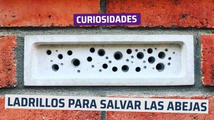 [CH] Ladrillos para salvar a las abejas
