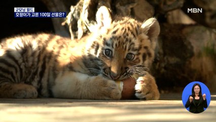 [굿모닝월드] 호랑이가 고른 100일 선물은?