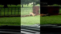 Man Rescues Fawn Stuck in Fence