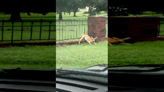 Man Rescues Fawn Stuck in Fence