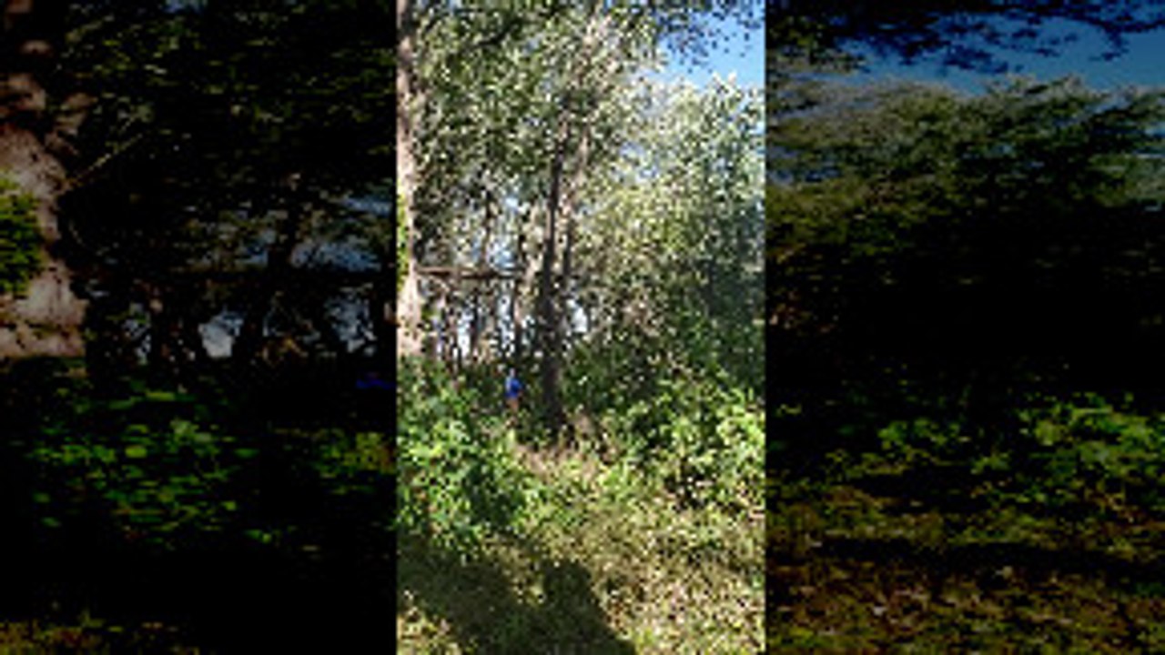 Guy Gets Crushed by Tree