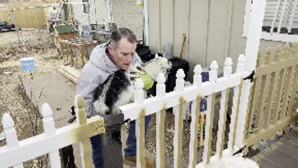 Dramatic Goat Doesn't Want to Fall