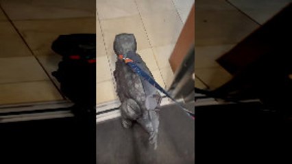 Pup Wears Cute Dinosaur Costume