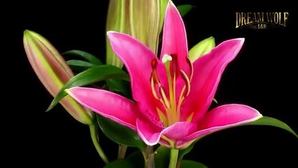 Little House on the Prairie Saison 0 - Le dernier adieu - Partie 1 (EN)