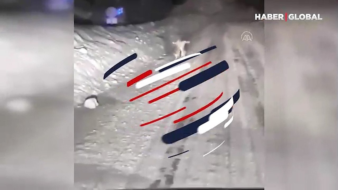 Kastamonu'da tavşanların kavgası kamerada