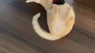 This Cat Does Not Let Its Friend Go