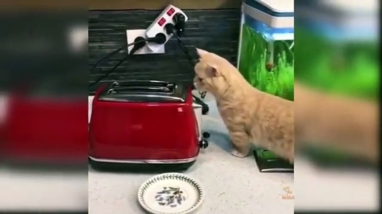 KUMPULAN VIDEO NGAKAK YANG BISA BIKIN KAMU KETAWA