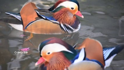 Beautiful mandarin duck オシドリ