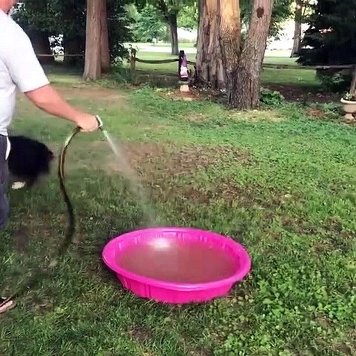 Random videos that make it funny and make you laugh