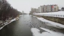 Çoruh Nehri'ni mesken tutan 'yeşilbaşlı gövel ördekler' görenleri adeta mest ediyor