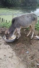 Cow video || Indian Village cow || Cow eating food