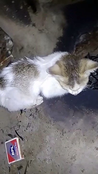 Cute cat sound effects || Cat sound effects || Cat video