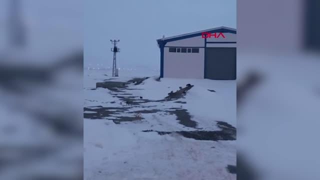DONMAK ÜZERE OLAN 63 YAVRU KÖPEK EKİPLER TARAFINDAN KURTARILDI