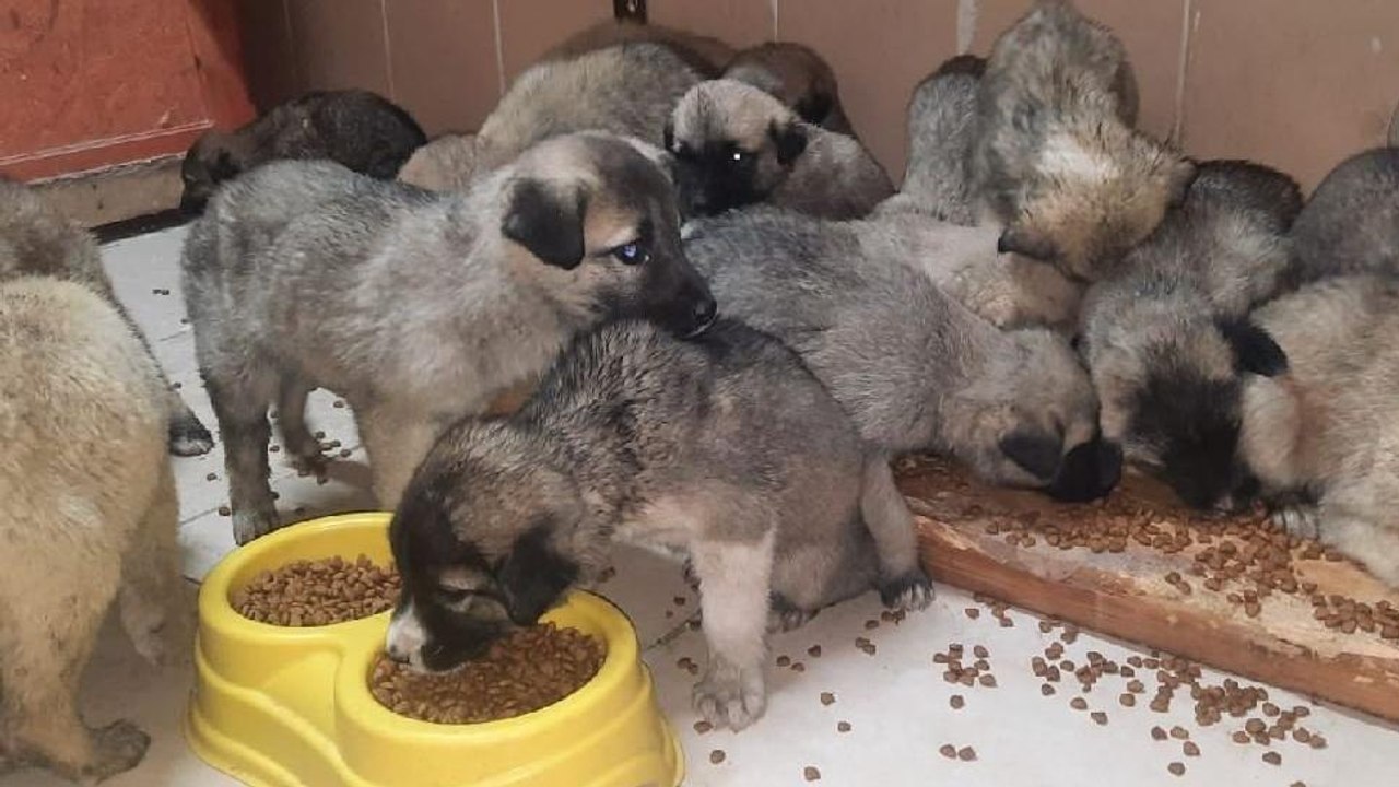 63 yavru köpek son anda ölümden kurtarıldı